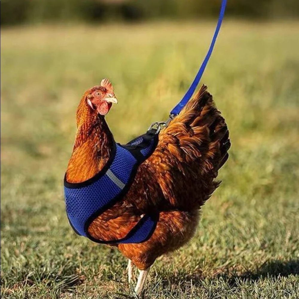 Random Color Pet Harness & Leash 🐓